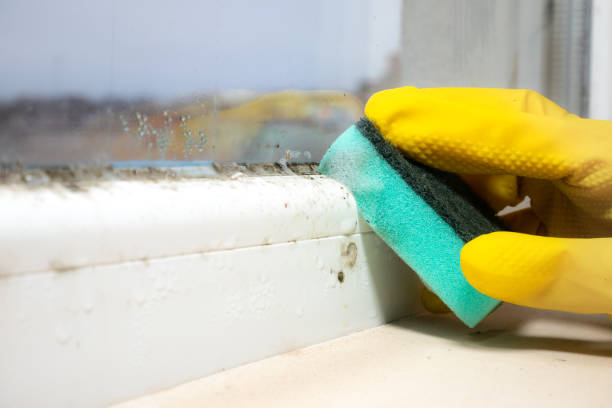 Reliable Summerville, SC Mold Removal Solutions